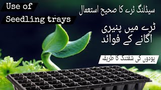 Seedling trays  paneeri laganay ka tariqa پنیری لگانے کا صحیح طریقہ [upl. by Nnyletak]