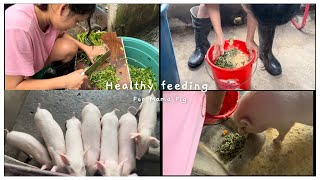 Mama Pig Diet Feeding for a Healthy Pregnancy amp Lactation [upl. by Aurelie]