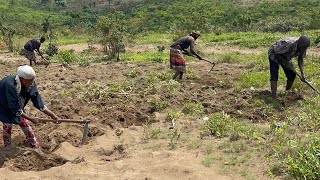 Ferme ephphatha na Nsele ba mamans bazo sala labour na kongo agriculture [upl. by Alethia]