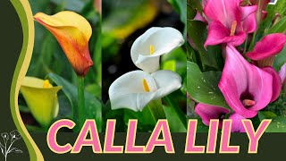 The Beginners Guide to CALLA LILY Zantedeschia aethiopica quotArum Lilyquot 💐💐💐 [upl. by Aicirtan]