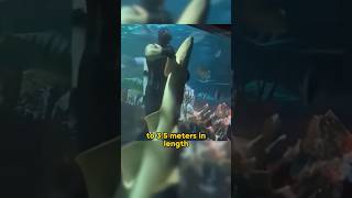 Lemon shark shortvideo ocean shark shorts [upl. by Gratianna]