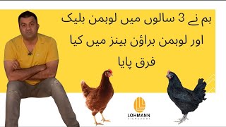 What differences we found in Lohman Black amp Lohman Brown Hens in 3 Years [upl. by Neetsirk938]