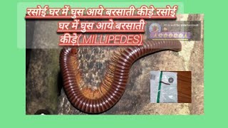 Millipedes in home all is well entertainment 😜alliswell2714 videos [upl. by Orvah402]