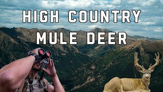 High Country Mule Deer Hunt  Colorado Mule Deer Hunt  Velvet Mule Deer Hunting [upl. by Asnerek]