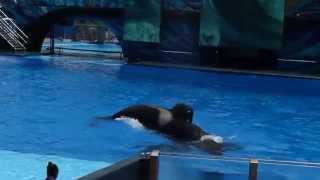 Tilikum at SeaWorld June 2014 End of show for the big splash HD [upl. by Ynnij829]