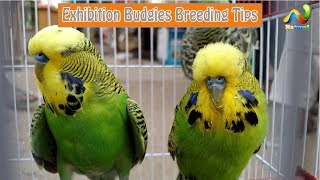 Exhibition Budgies Breeding Tips  Exhibition Budgies Breed Kase Karte Han [upl. by Edithe]