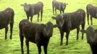 cow dance in nepali songmp4 [upl. by Ssenav]