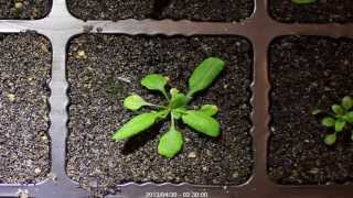 Arabidopsis thaliana timelapse [upl. by Candie]