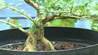 Bonsai Lonicera die Geschichte geht weiter [upl. by Hars]