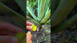 This is how I take care of my aloe vera plant every day shorts aloevera [upl. by Kroll]