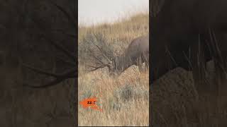 22 Creedmoor vs Mule Deer shorts [upl. by Ocsinarf475]