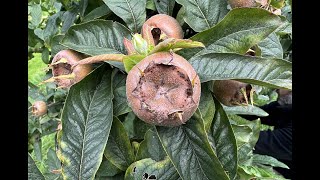 Identifying Medlars Mespilus germanica [upl. by Aciret]