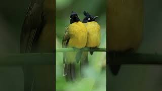 best bird video  birds of paradisevideo birds paradis birdsofparadise [upl. by Ardek]