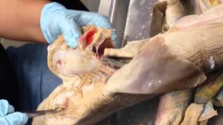 Dogfish Shark Anatomy Dissection [upl. by Finstad]