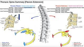 REUPLOAD Rib Movements  Coupled with Thoracic Flexion amp Extension [upl. by Lamonica335]