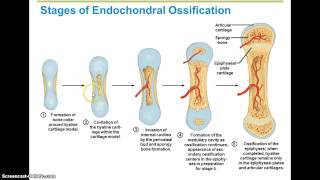 Ossification Steps [upl. by Lytsirk]