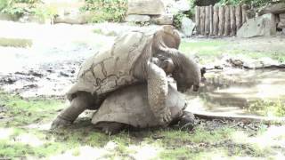 Philadelphia Zoo Giant Tortoises Mating [upl. by Obediah917]