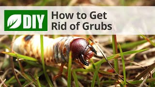 How to Get Rid of Grubs [upl. by Silisav]