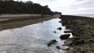 See A Rare Walking Epaulette Shark  Green Island QLD [upl. by Tonnie]