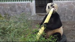 Awesome Panda Eating Bamboo [upl. by Eibor]