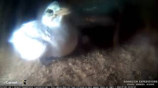 WhiteTailed Tropicbird Chick Fledges  Nonsuch Expeditions  Cornell Lab – July 6 2020 [upl. by Siulegroj]