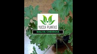 MALVA CHEIROSA [upl. by Florenza]