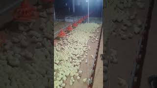 New broiler Chicks in shaed [upl. by Olleina]