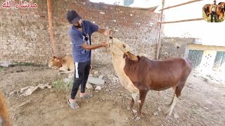 2025 ke Qurbani Ka Liya Ganya Wacha Agay han Zarnab Kajla amp Mundra Cattle Farm Pa Sj Livestock [upl. by Mlohsihc282]