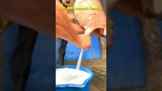 Cow Milking By Hand  Girlando Cow Milking  Cow Farming in Pakistan [upl. by Bigod]