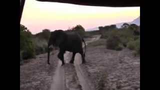 Elephant attack rolls car on safari unedited [upl. by Aerua292]