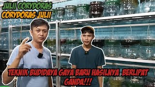 Budidaya Corydoras Julii Sistem Galon  How To Breed Julii Corydoras [upl. by Tiffie]