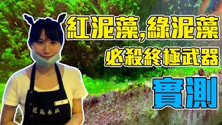 【藍箱水族】紅泥藻、綠泥藻，終極解法！實測Chemiclean紅泥藻剋星！ [upl. by Torrlow]