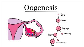 Oogenesis  MCAT Biology [upl. by Ehtylb]