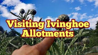 Visiting Ivinghoe Allotments In Chiltern Hills Hertfordshire Allotment Life [upl. by Anahc]