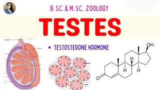 Gonads  Testes  B Sc and M Sc  Zoology [upl. by Gnem]