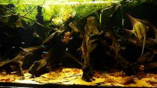 HD video  530L Pterophyllum altum tank [upl. by Enimasaj]