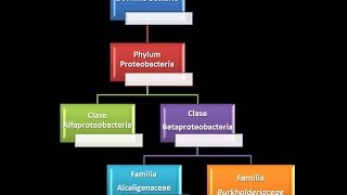 Dominio Bacteria Phylum Proteobacteria 14  Clase Betaproteobacteria  Familia Burkholderiaceae [upl. by Erv]