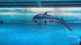 Unforgettable Dolphin Show at Koolmorden [upl. by Winikka]