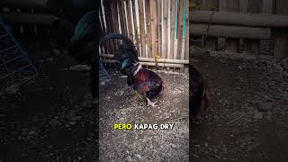 IPOT NG MANOK 🐓🐓🐓 [upl. by Fruma626]