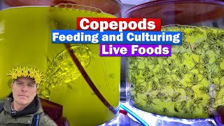 Copepods  Feeding and culturing Live food w Chad the Copegod from ReefNutrition [upl. by Dyche724]