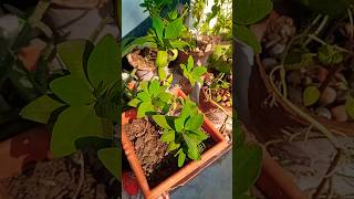 Gardening gardening plants garden flowers nature [upl. by Sadye]