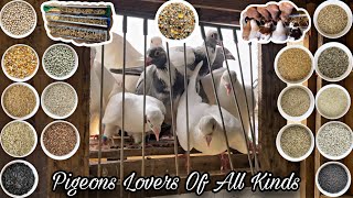 The Best Feed Mix of Grains for Pigeons [upl. by Fagin875]