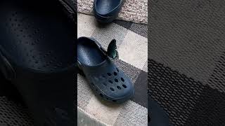 Spicebush Swallowtail tries to pick up Crocs👊🏼 [upl. by Finzer]