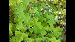 Pelargonium tomentosum Peppermint Scented Pelargonium care [upl. by Ernestine]