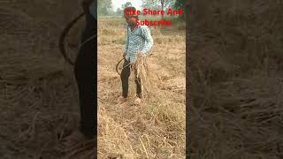 Dhan Katai 🌾🌾🌾🌾  dhan dhankatai farming paddy shortshorts paddy159 nature shorts [upl. by Bunde]