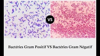 Les Bactéries Gram Positif  et Gram Négatif [upl. by Walke]