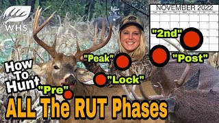 How To Hunt The ENTIRE Whitetail Rut [upl. by Combes37]