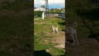 Yavru Sivas Kangalkangalturkishkangalpitbulllabradordoglover [upl. by Edson]