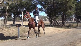 Pacing Standardbred Race Horse at Sulphur Springs Kick Off Trail Ride [upl. by Krilov]