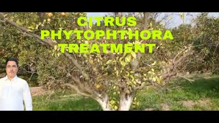 Citrus phytophthora treatment [upl. by Story332]